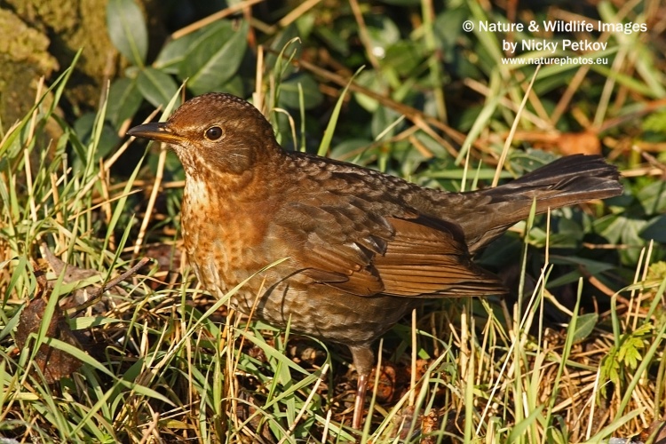 WildLife Photos of Birds, Thrushes & Redstarts, Blackbird, Turdus merula